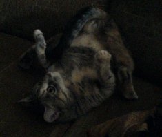 Плохо видно, темновато... Но поймать второй раз в такой позе не удастся. ))