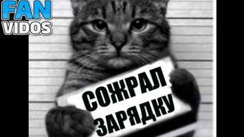 Субботний котопост