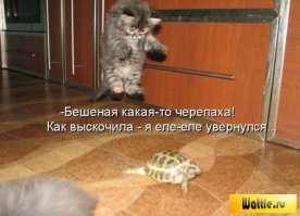 Субботний котопост