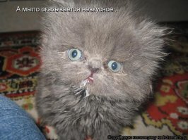 Субботний котопост