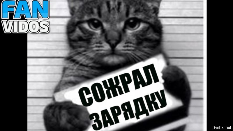 Субботний котопост