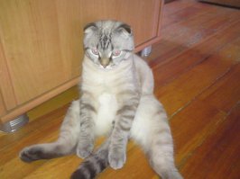 Кошка красивая! А мой вот такой)))