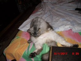 «Лисья кошка». Великолепная осанка и грациозность