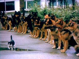 Великолепные фото, не нуждающиеся в комментариях