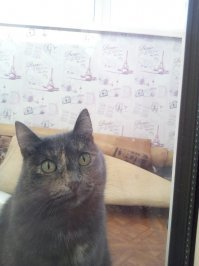 25 кошачьих носиков для повышения уровня счастья в организме