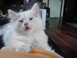 25 кошачьих носиков для повышения уровня счастья в организме