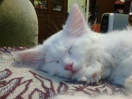 25 кошачьих носиков для повышения уровня счастья в организме