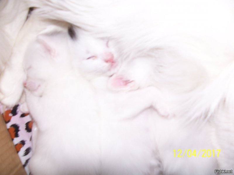 25 кошачьих носиков для повышения уровня счастья в организме