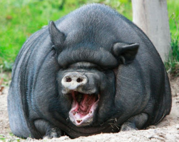 Гауляйтера Порашенко забыли в рубрику добавить.