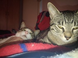 Сразу два носулика)))