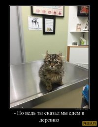 Свежая подборка демотиваторов, которые поднимут вам настроение