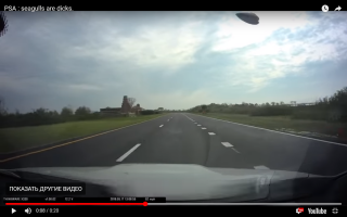 Похоже это чайка моллюска двустворчатого бросила на асфальт - хотела разбить и потом съесть, а тут машина проезжала. А может специально метила....