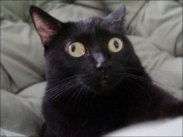 Увидел мир: неподдельные эмоции кота, впервые выпущенного на балкон