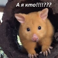 Не на того напал: Поссум отбил своего детёныша у питона