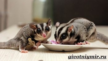 Опоссум

Посум

Всего одна буква, а разница в семействах и континентах...