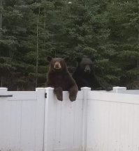 Косолапый налётчик - рецидивист пробрался в почтовое отделение в США