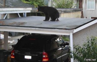 Косолапый налётчик - рецидивист пробрался в почтовое отделение в США