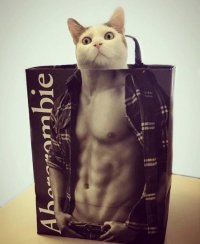 женский ответ - если бы у меня был такой кот...