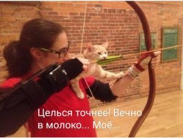 25 котиков, забравшихся в необычные места