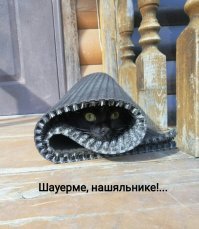 25 котиков, забравшихся в необычные места