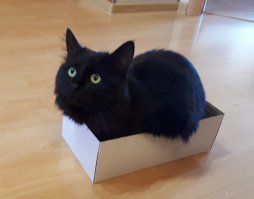 25 котиков, забравшихся в необычные места