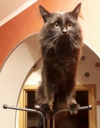 25 котиков, забравшихся в необычные места