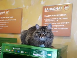 25 котиков, забравшихся в необычные места