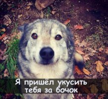 "Я твой фото хвостом шатал". 18 кадров, испорченных наглыми собаками