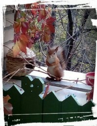 Шесть бельчат попали в природную ловушку и спутались хвостами