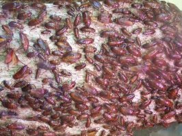 Час пик в Шанхае