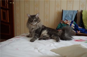 Мой мохнатый. Было и стало.