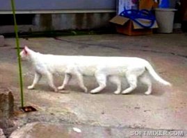 Врата в потусторонние миры открыты: монстры панорамной фотографии выбрались наружу