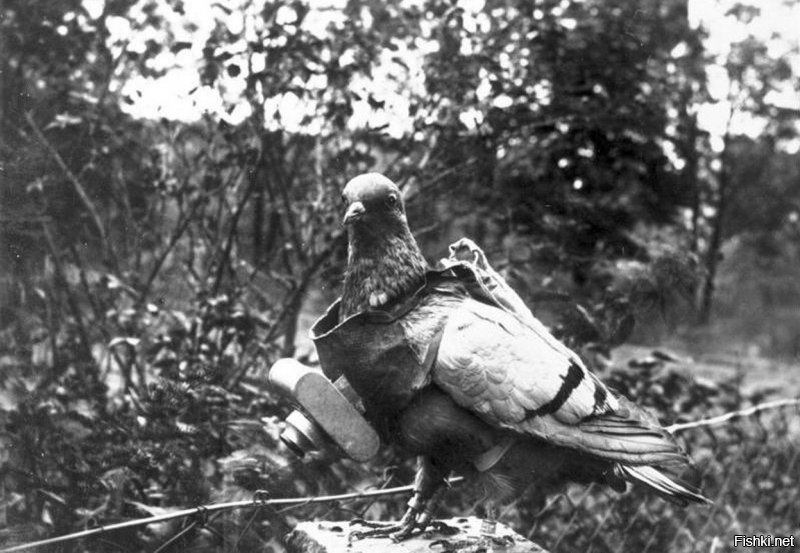 Голубь оснащенный фотокамерой для снимков с воздуха, 1907 год.