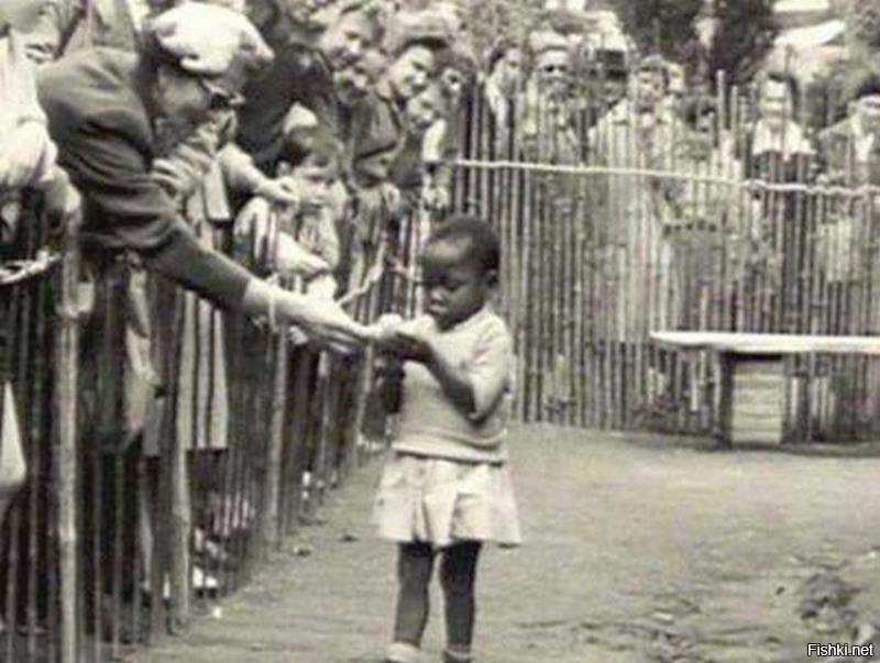 1958 год. Африканцев еще показывали в вольерах зоопарка в Брюсселе