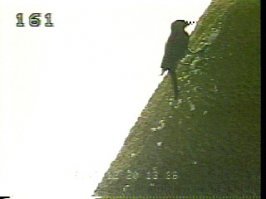 200 дырок.
Тянет на Героя России.