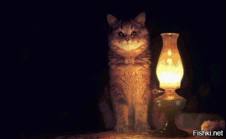 Коты, лампы, лампы, коты, опять коты и снова лампы, где я.