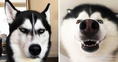- Это точно были одуванчики?!
- Ага! Теперь банаановые!