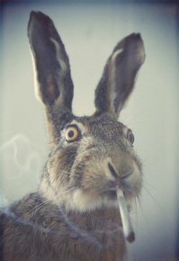 Да Зайцы они такие Зайцы