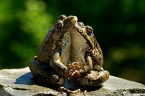 Может, превратится в принца? Фотограф запечатлел, как бабочка поцеловала лягушку