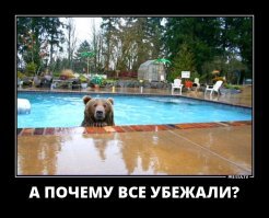 Американка прошла три километра с пробитой после нападения гризли головой 