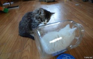 25 котиков, забравшихся в необычные места