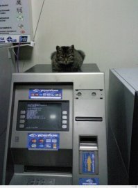 25 котиков, забравшихся в необычные места