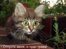 Парень с кустом в руках явно не ожидал попасть в прямой эфир