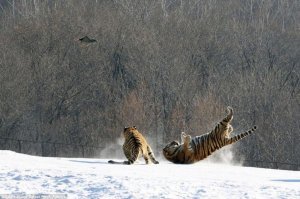 Неожиданная встреча