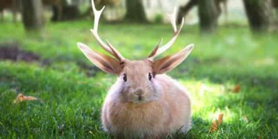 Матёрый баварский вольпертингер.