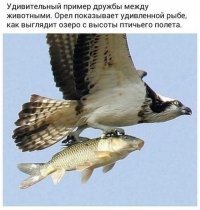 Может, превратится в принца? Фотограф запечатлел, как бабочка поцеловала лягушку