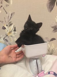 Мой заморыш... Кляксой зовут!!!