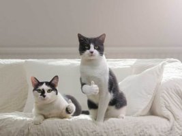 Котзилла существует: гигантские коты заполонили города