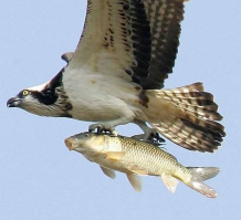 История неудавшегося проекта