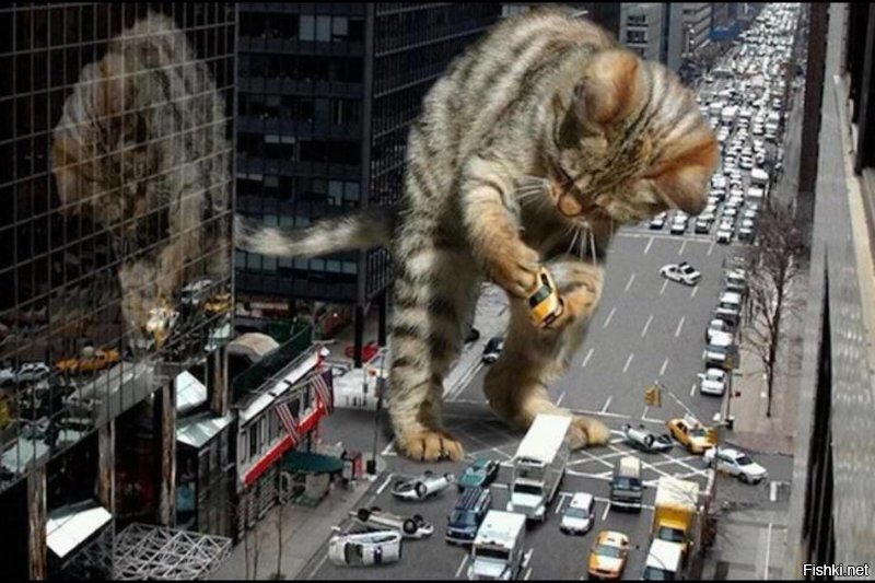 Котзилла существует: гигантские коты заполонили города